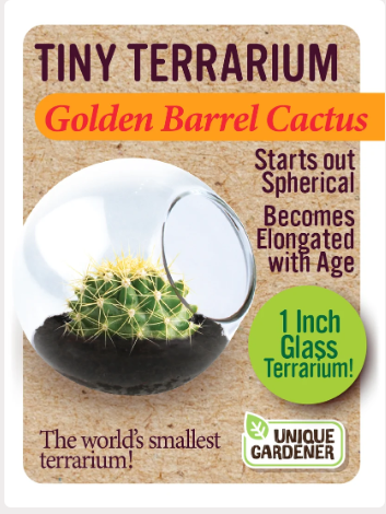 Grow Your Own Golden Barrel Cactus – Tiny Glass Terrarium
