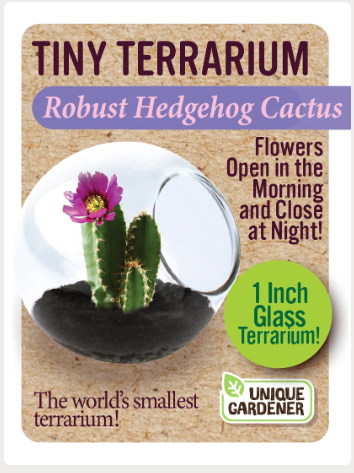 Grow Your Own Robust Hedgehog Cactus – Tiny Glass Terrarium