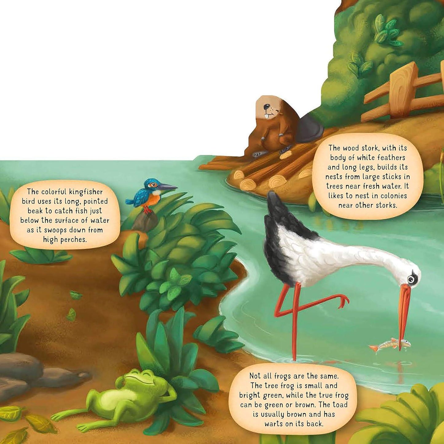 Nature Along the Riverbank – Interactive Board Book