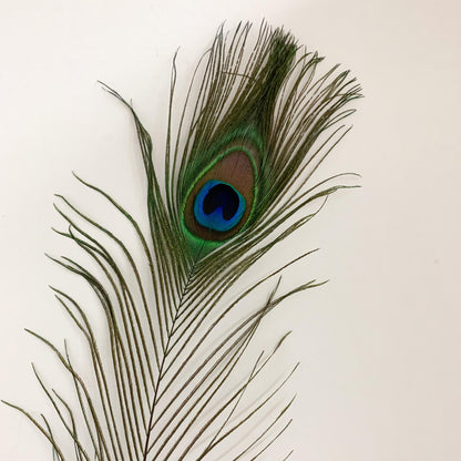 Peacock Feather