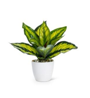 Verigated Potted Plant