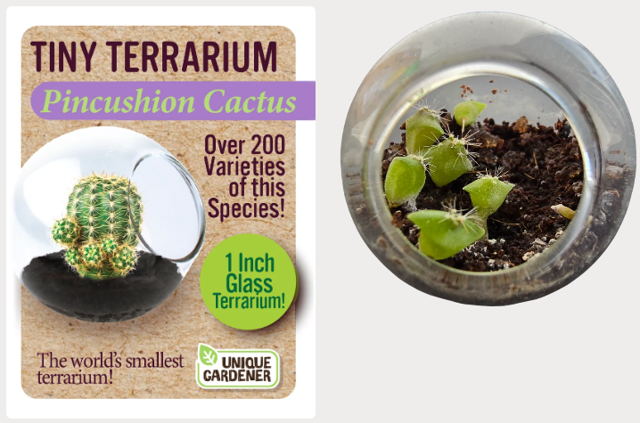 Grow Your Own Pincushion Cactus – Tiny Glass Terrarium