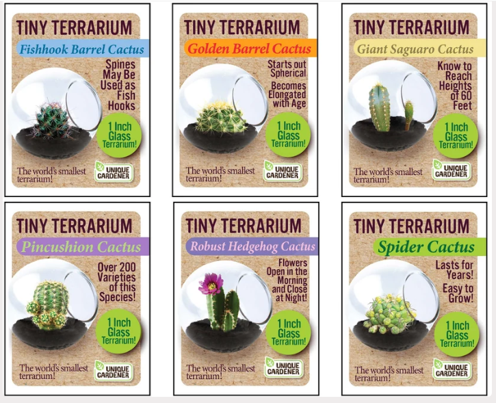 Grow Your Own Cactus Collection – 6 Variety Tiny Terrarium Set